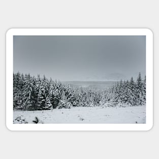 Forest in Wicklow Gap Snow Sticker